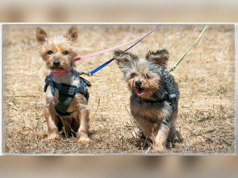 Nini und Neco - die Unzertrennlichen