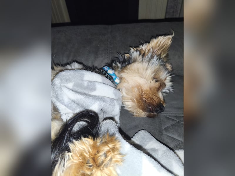 Yorkshire Terrier sucht Dich