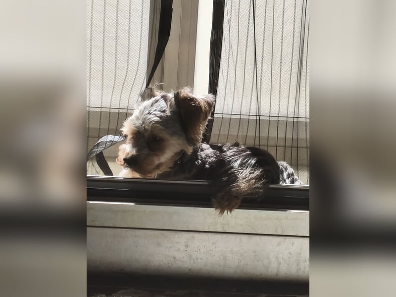 Yorkshire Terrier sucht Dich