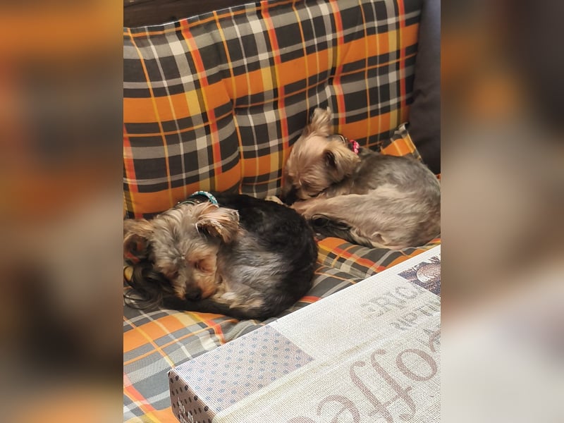 Yorkshire Terrier sucht Dich