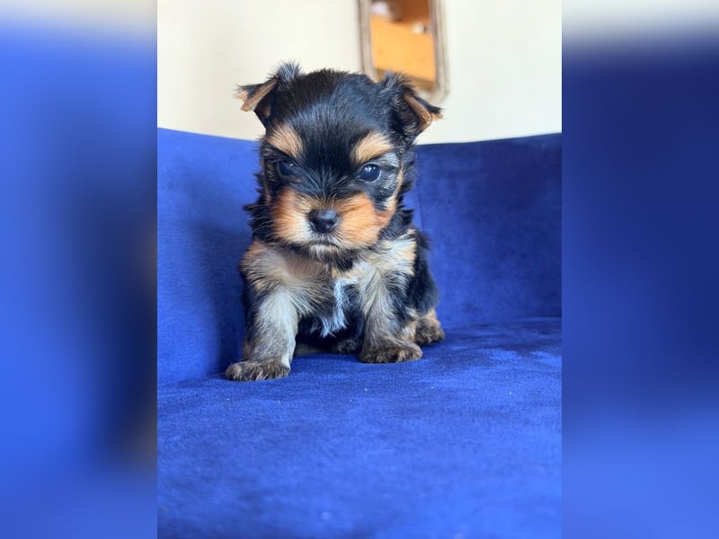 Yorkshire-Terrier-Welpen aus kontrollierter KFT-/VDH-Zucht
