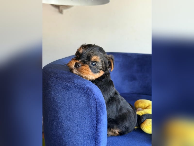 Yorkshire-Terrier-Welpen aus kontrollierter KFT-/VDH-Zucht