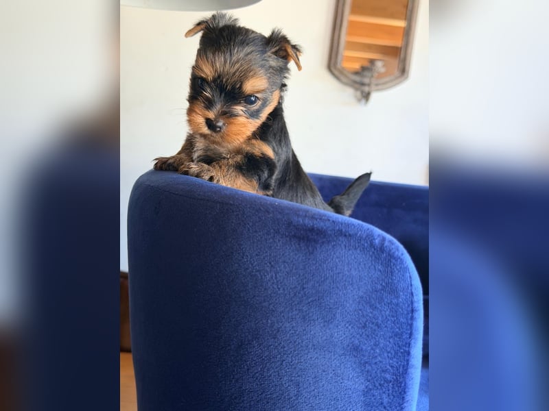 Yorkshire-Terrier-Welpen aus kontrollierter KFT-/VDH-Zucht