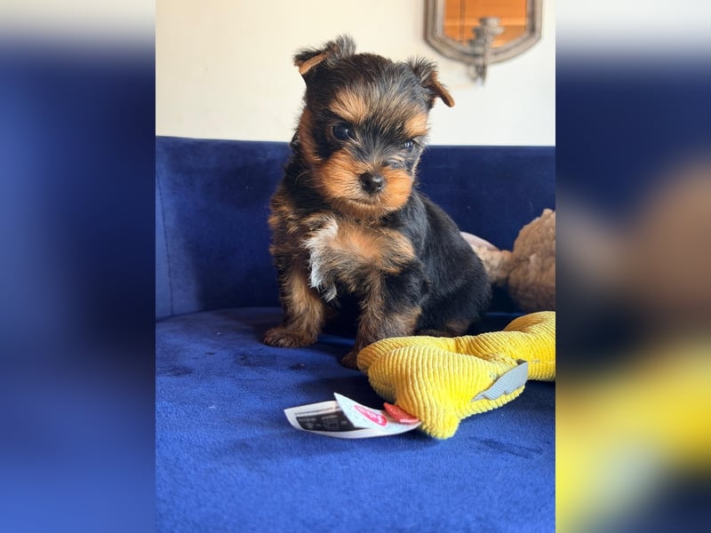 Yorkshire-Terrier-Welpen aus kontrollierter KFT-/VDH-Zucht