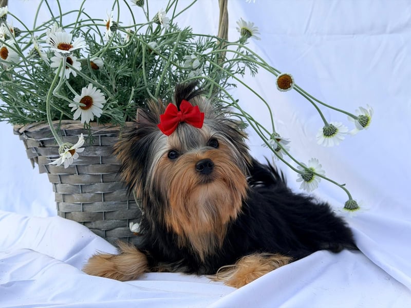 Yorkshire Terrier Welpe Rüde mit Papieren