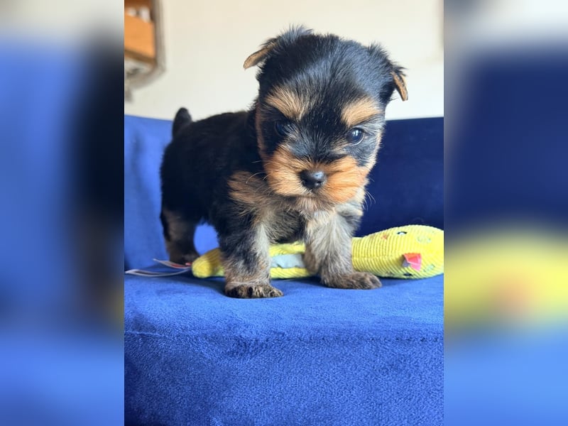 Yorkshire-Terrier-Welpen aus kontrollierter KFT-/VDH-Zucht
