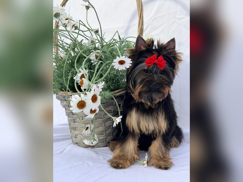Yorkshire Terrier Welpe Rüde mit Papieren