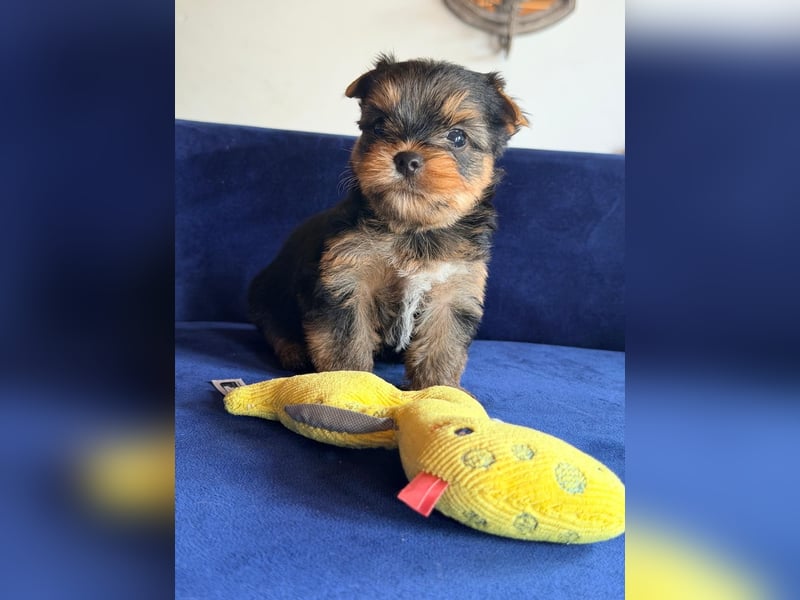 Yorkshire-Terrier-Welpen aus kontrollierter KFT-/VDH-Zucht