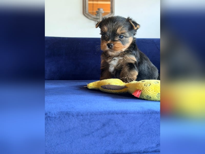 Yorkshire-Terrier-Welpen aus kontrollierter KFT-/VDH-Zucht