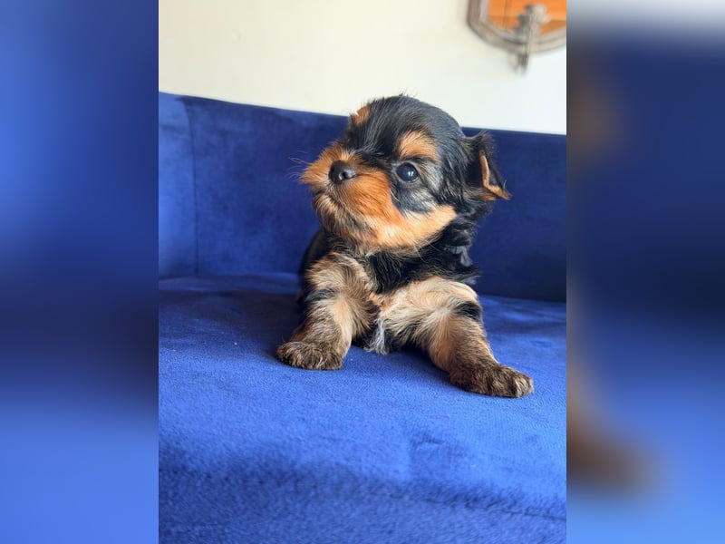 Yorkshire-Terrier-Welpen aus kontrollierter KFT-/VDH-Zucht
