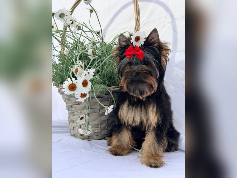 Yorkshire Terrier Welpe Rüde mit Papieren