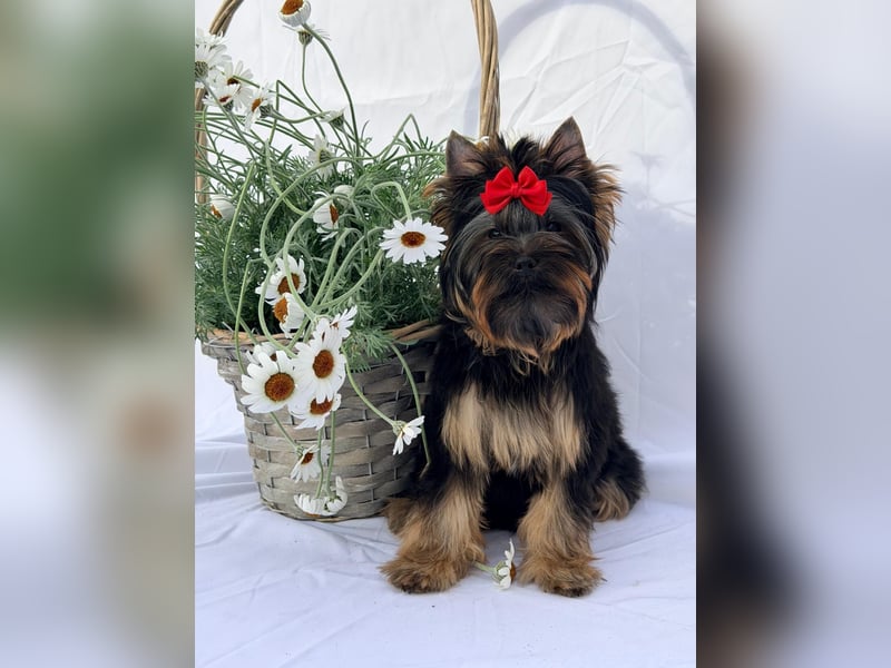 Yorkshire Terrier Welpe Rüde mit Papieren