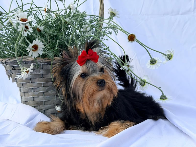 Yorkshire Terrier Welpe Rüde mit Papieren