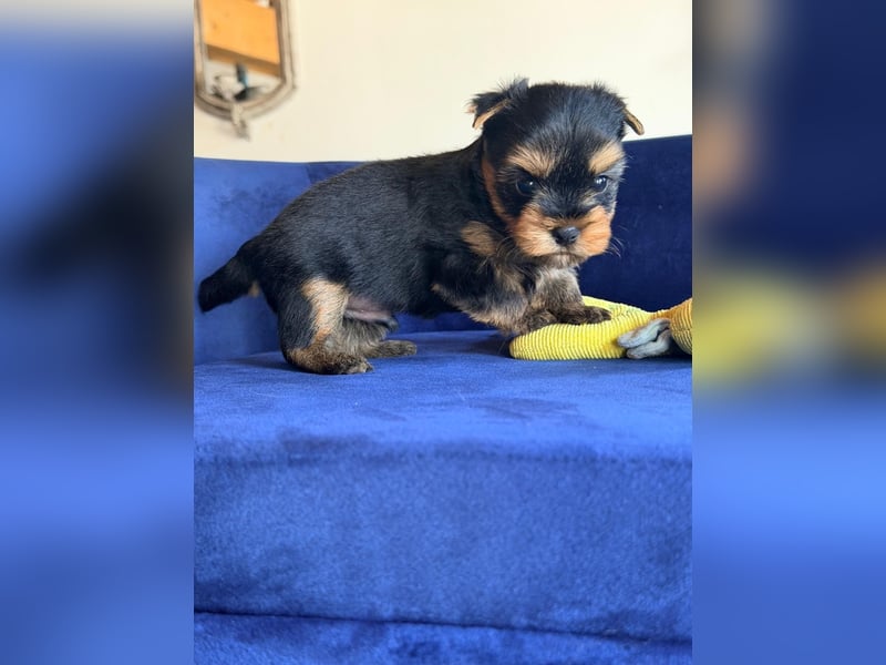 Yorkshire-Terrier-Welpen aus kontrollierter KFT-/VDH-Zucht