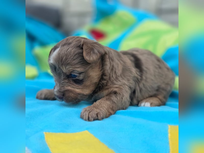 Blue Diamond Schoko Merle Yorkshire Terrier