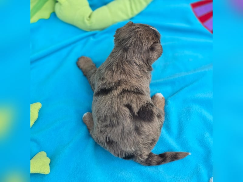 Blue Diamond Schoko Merle Yorkshire Terrier