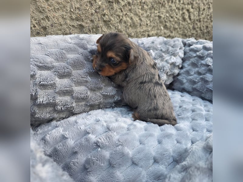 Blue Diamond Blue Merle Yorkshire Terrier
