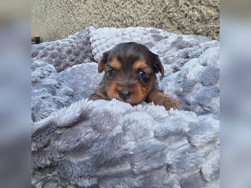 Blue Diamond Blue Merle Yorkshire Terrier