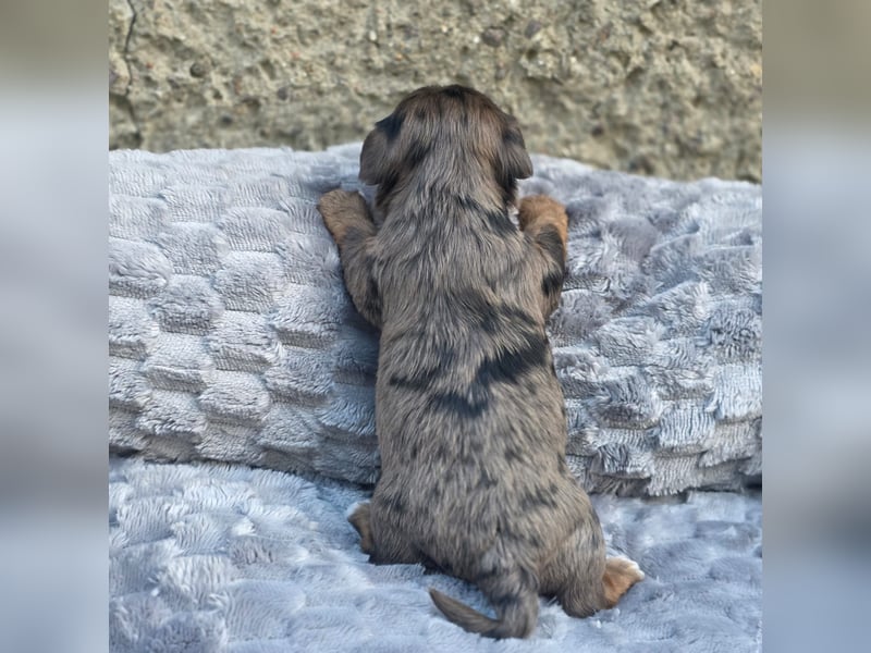 Blue Diamond Blue Merle Yorkshire Terrier