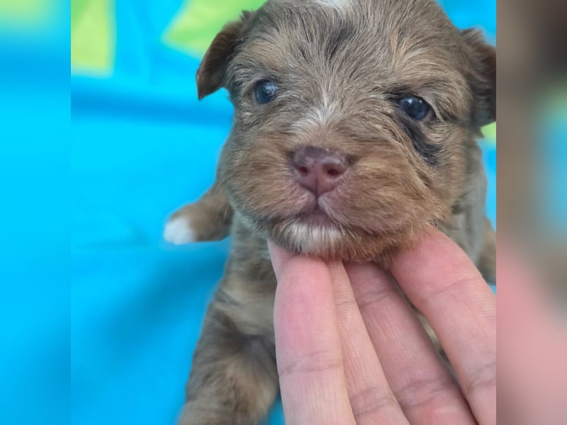 Blue Diamond Schoko Merle Yorkshire Terrier
