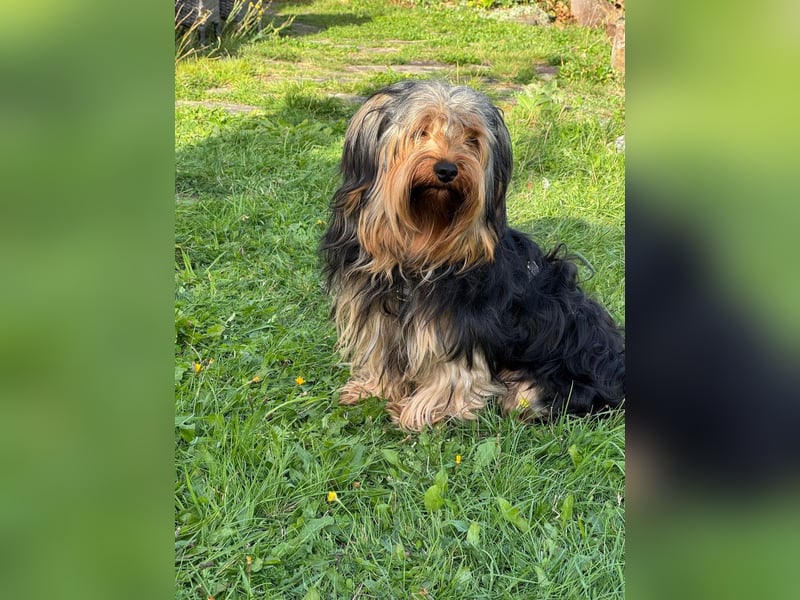 Morci junger aufgeweckter Yorkshire Mix geb. 20.09.2025
