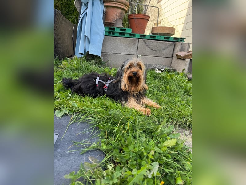 Morci junger aufgeweckter Yorkshire Mix geb. 20.09.2025