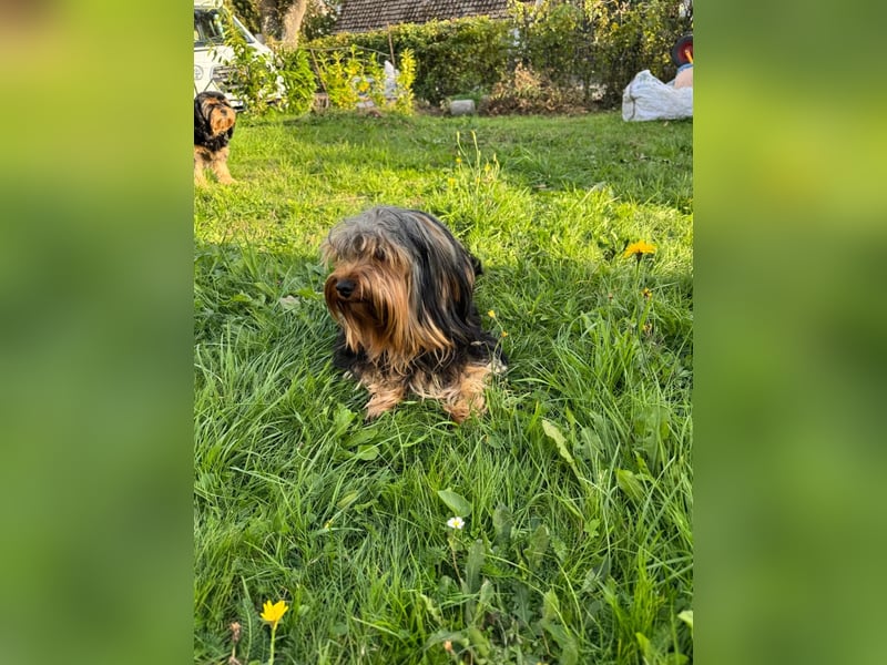 Morci junger aufgeweckter Yorkshire Mix geb. 20.09.2025