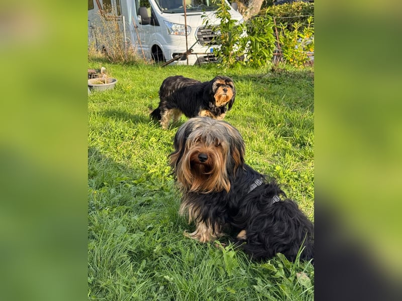 Morci junger aufgeweckter Yorkshire Mix geb. 20.09.2025