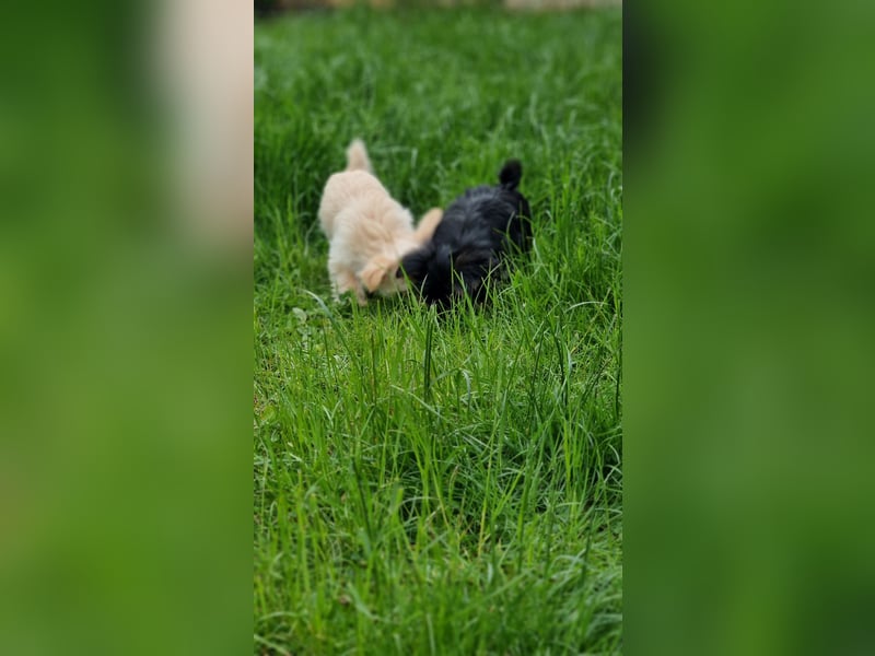 2 Yorkshire/Malteser Welpen freuen sich auf Sie
