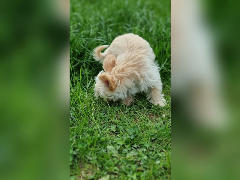 2 Yorkshire/Malteser Welpen freuen sich auf Sie