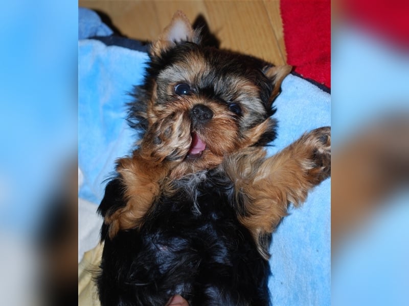 wunderschöne kleine dunkelbleibende Yorkiewelpen  Yorkshireterrier mit Papieren