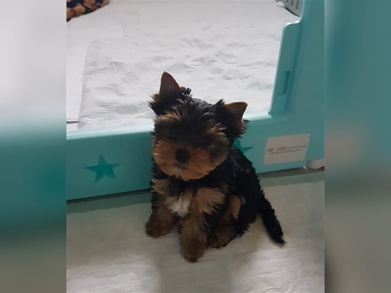 wunderschöne kleine dunkelbleibende Yorkiewelpen  Yorkshireterrier mit Papieren