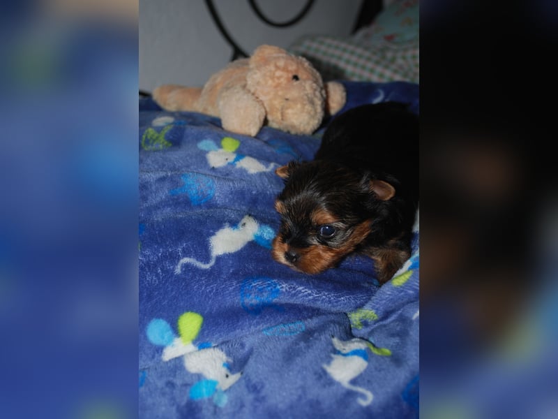 wunderschöne kleine dunkelbleibende Yorkiewelpen  Yorkshireterrier mit Papieren