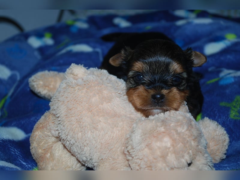 wunderschöne kleine dunkelbleibende Yorkiewelpen  Yorkshireterrier mit Papieren