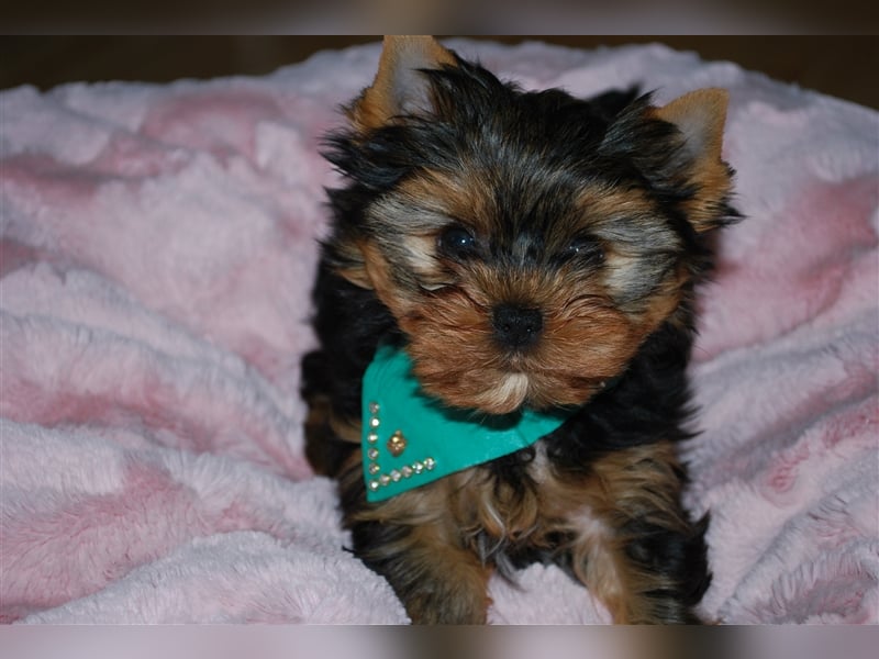 wunderschöne kleine dunkelbleibende Yorkiewelpen  Yorkshireterrier mit Papieren