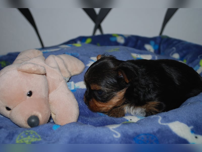 wunderschöne kleine dunkelbleibende Yorkiewelpen  Yorkshireterrier mit Papieren