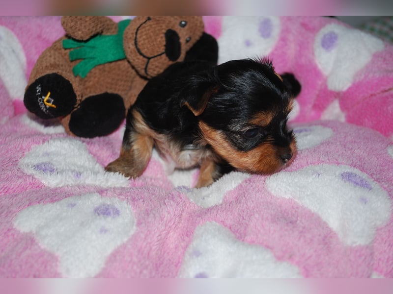 wunderschöne kleine dunkelbleibende Yorkiewelpen  Yorkshireterrier mit Papieren