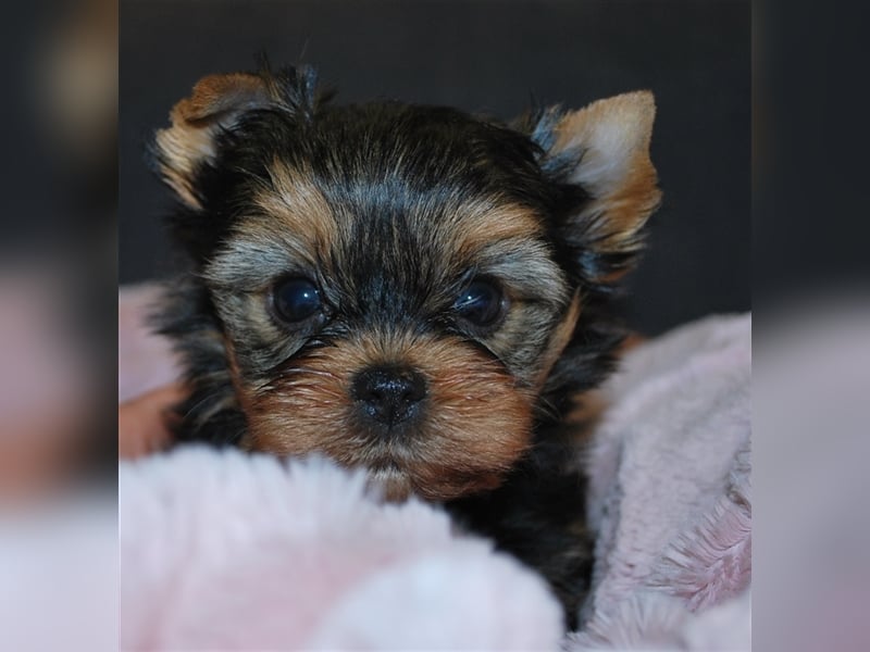 wunderschöne kleine dunkelbleibende Yorkiewelpen  Yorkshireterrier mit Papieren