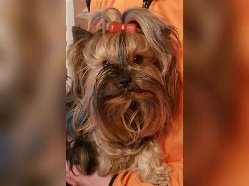 wunderschöne kleine dunkelbleibende Yorkiewelpen  Yorkshireterrier mit Papieren