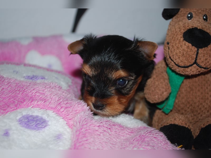 wunderschöne kleine dunkelbleibende Yorkiewelpen  Yorkshireterrier mit Papieren