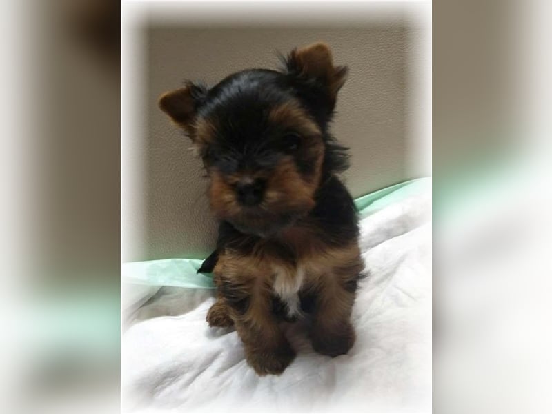 wunderschöne kleine dunkelbleibende Yorkiewelpen  Yorkshireterrier mit Papieren