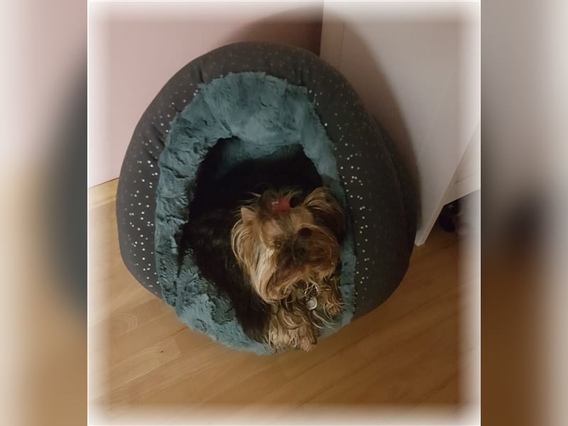 wunderschöne kleine dunkelbleibende Yorkiewelpen  Yorkshireterrier mit Papieren