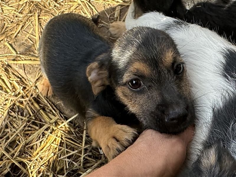 ♥SAMMY♥ kommt auf PS bei Köln - süßer, verspielter und verschmuster Welpe 20 cm (bleibt kleiner)