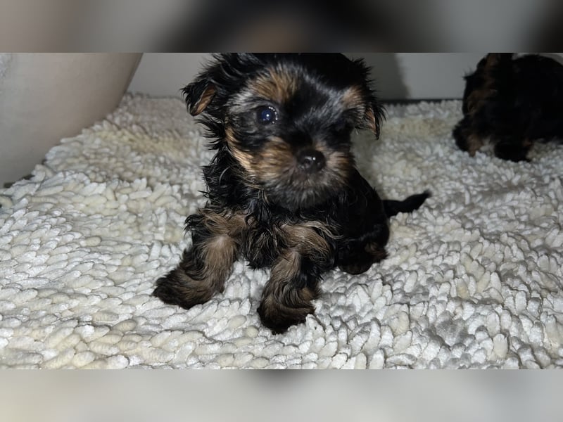 Yorkshire Terrier Welpen