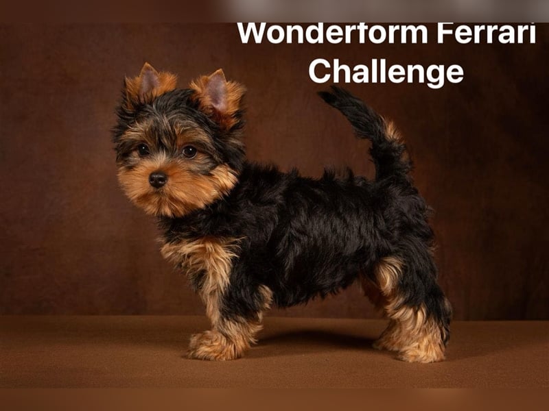 Exklusiver Reinrassiger Yorkshire Terrier Welpe Junge (Show-Class Hund)