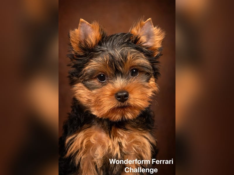 Exklusiver Reinrassiger Yorkshire Terrier Welpe Junge (Show-Class Hund)