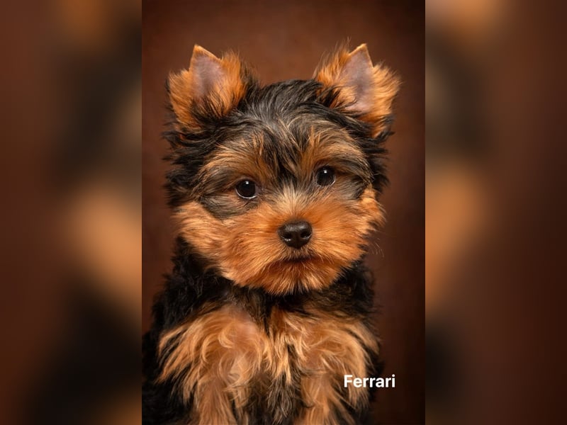 Exklusiver Reinrassiger Yorkshire Terrier Welpe Junge (Show-Class Hund)