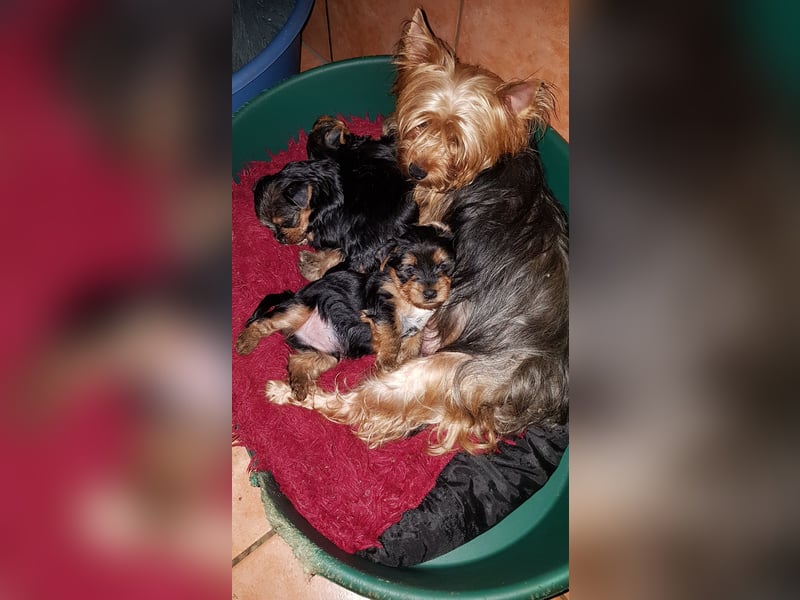 Yorkshire Terrier  Welpe  mit  VDH 1.Dyc.Papiere U