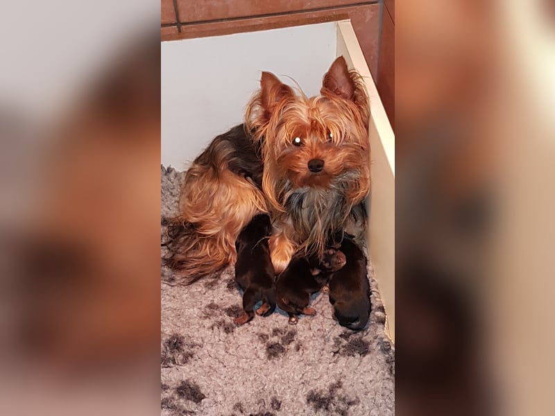 Yorkshire Terrier  Welpe  mit  VDH 1.Dyc.Papiere U