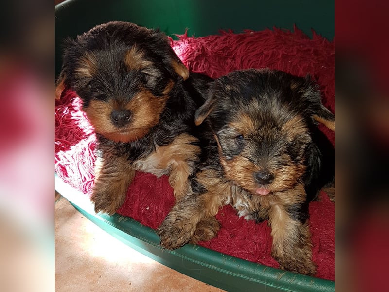 Yorkshire Terrier  Welpe  mit  VDH 1.Dyc.Papiere U